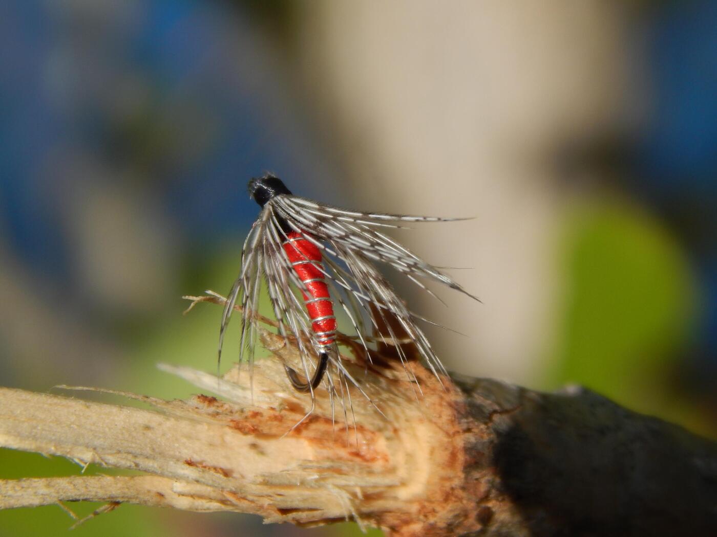 DSCN8692.JPG